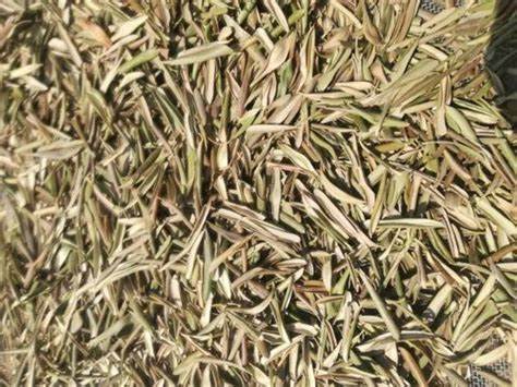Olive Leaf- 1 oz.