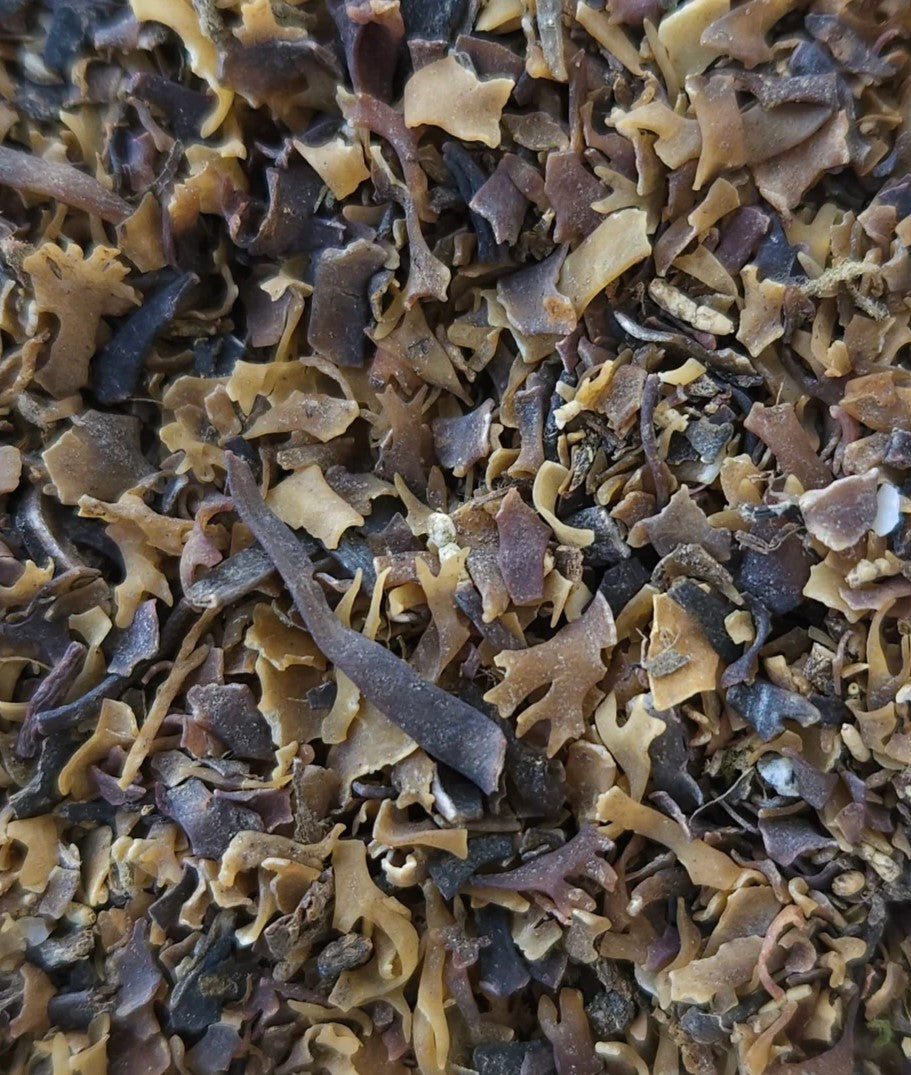 Irish Moss - 1 0z.