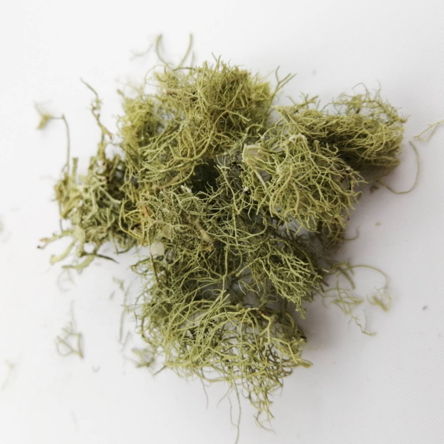 Usnea- 1 oz.