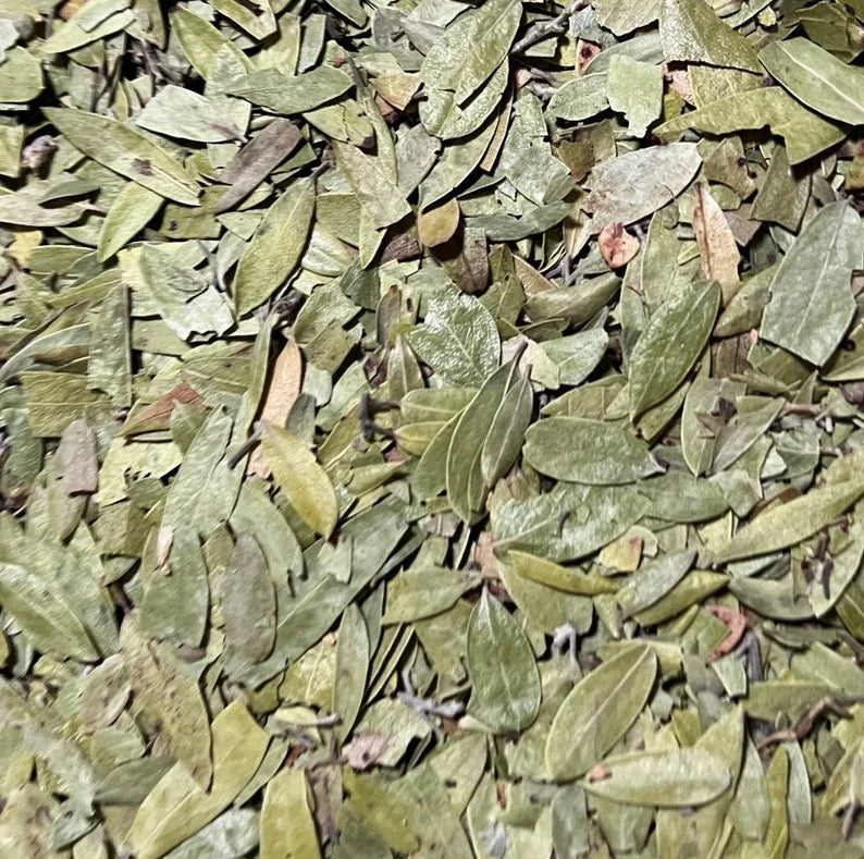 Uva-Ursi Leaf- 1 oz.
