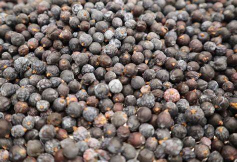 Juniper Berries - 1 oz.