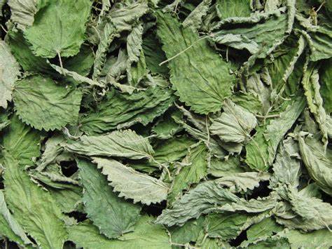 Nettle Leaf- 1 oz.