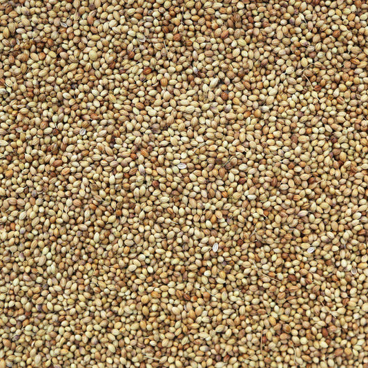Coriander - 1 oz.